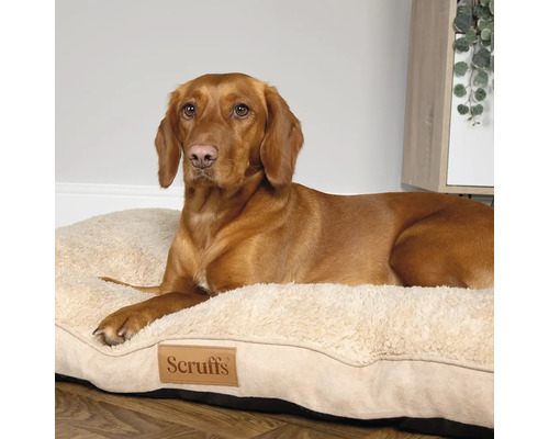 Chien allongé sur un lit pour chien Scruffs