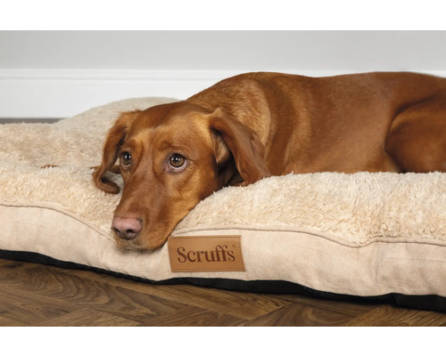 Chien allongé sur un lit pour chien avec le logo Scruffs