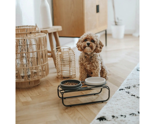 Hund sitzt neben einem Futternapf auf einem Ständer in einem Wohnzimmer.