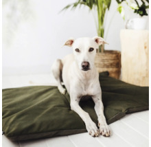 Hond läit op engem Hondskëssen