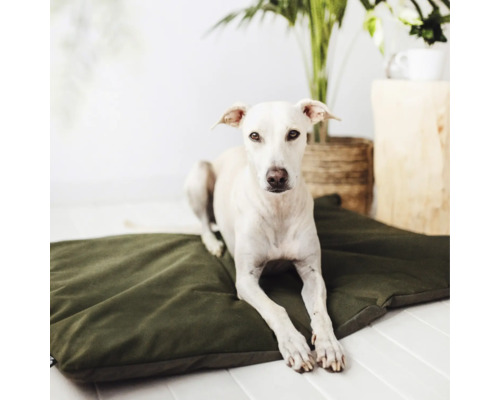 Hond läit op engem Hondskëssen