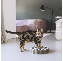 Chat sur un griffoir en carton ondulé dans le salon
