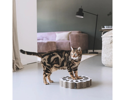 Chat sur un griffoir en carton ondulé dans le salon