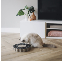 Chat sur un griffoir en forme de fleur