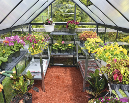 Serre avec étagères et diverses fleurs en pots.