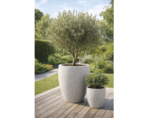 Olivenbaum in großem Pflanzkübel und kleiner Topfpflanze im Garten