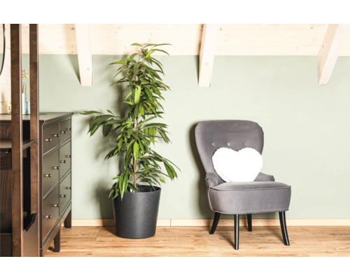 Scène d'intérieur avec plante d'intérieur en pot et fauteuil gris avec coussin