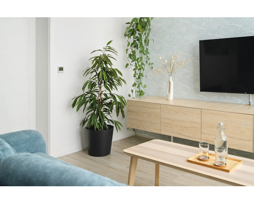 Salon avec plantes d'intérieur, meuble TV et table basse