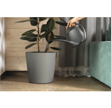 Arrosoir arrosant une plante d'intérieur en pot