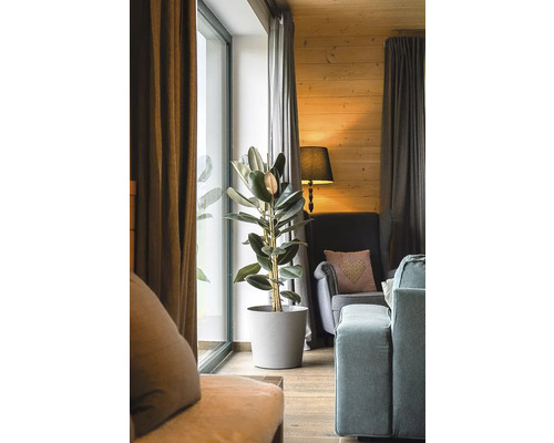 Salon avec caoutchouc en pot, fauteuil et rideaux