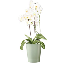 Orchidee in einem Topf
