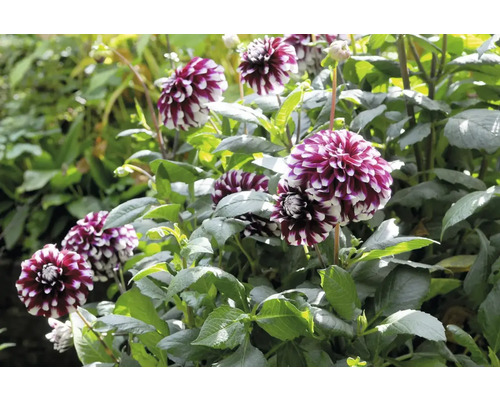 Gros plan d'un groupe de fleurs de dahlias dans une plate-bande