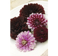 Différentes fleurs de dahlias sur une assiette