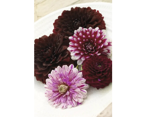 Différentes fleurs de dahlias sur une assiette