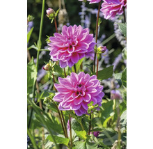 Gros plan de fleurs de dahlia roses dans le jardin