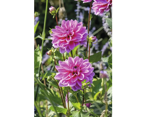 Gros plan de fleurs de dahlia roses dans le jardin