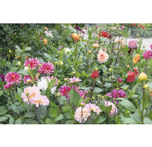 Massif de dahlias en fleurs dans le jardin