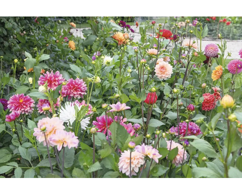 Massif de dahlias en fleurs dans le jardin