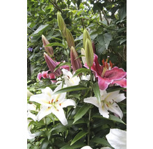 Gros plan de fleurs de lys et de boutons dans le jardin