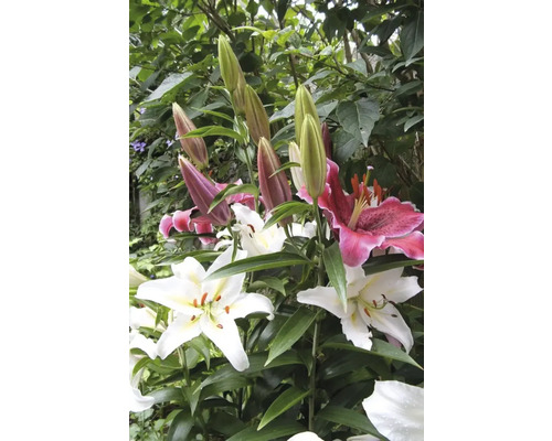 Gros plan de fleurs de lys et de boutons dans le jardin