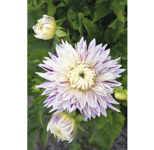 Gros plan sur un dahlia avec des pétales rayés