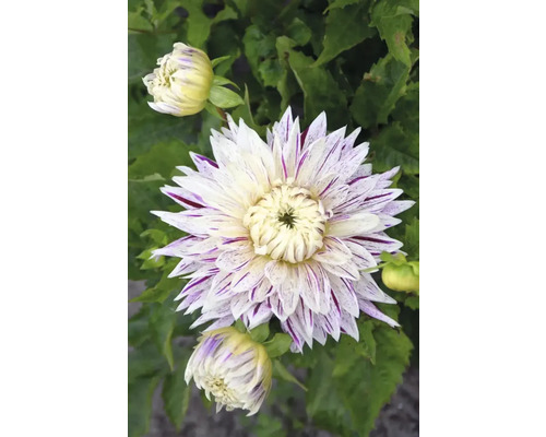 Gros plan sur un dahlia avec des pétales rayés