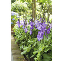 Groupe de glaïeuls fleuris dans une plate-bande