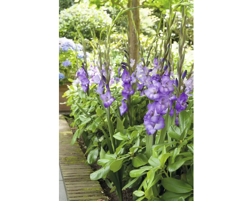 Groupe de glaïeuls fleuris dans une plate-bande