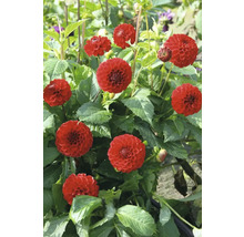 Nahaufnahme von roten Dahlienblüten im Garten.