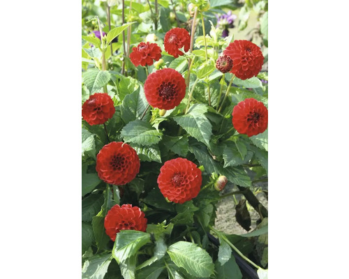 Nahaufnahme von roten Dahlienblüten im Garten.