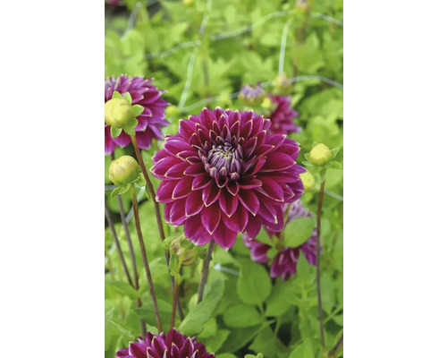 Gros plan sur un dahlia pourpre dans le jardin.