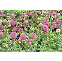 Feld mit blühenden Dahlien mit ballförmigen Blüten