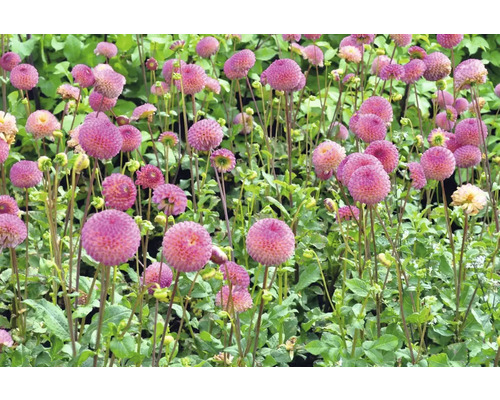 Feld mit blühenden Dahlien mit ballförmigen Blüten