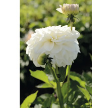 Nahaufnahme einer weißen Dahlie im Garten.