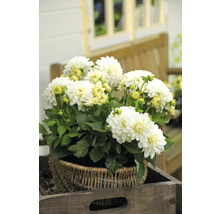 Dahlien in einem Korb auf einer Holzplatte