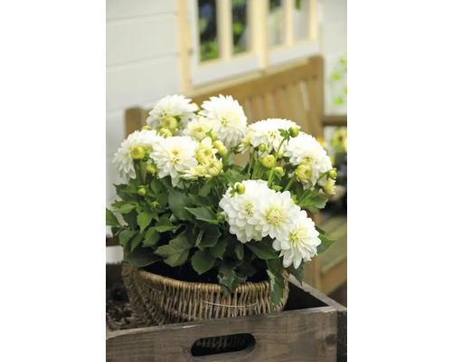 Dahlien in einem Korb auf einer Holzplatte