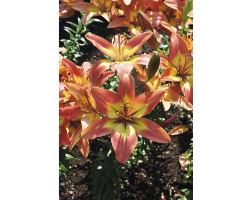 Gros plan de lys tigrés dans le jardin.