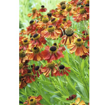 Gruppe von Sonnenbraut Blumen im Garten.