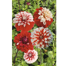 Rote und weiße Dahlienblüten im Garten.