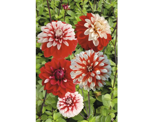 Rote und weiße Dahlienblüten im Garten.