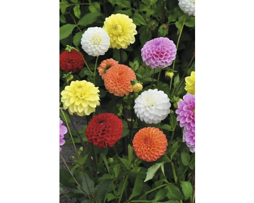 Dahlien mit runden Blüten im Gartenbeet