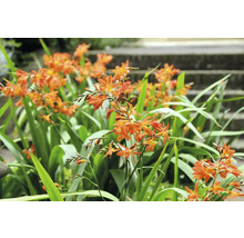 Nahaufnahme von Crocosmia-Blüten im Garten