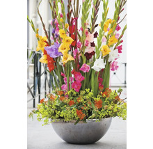 Grosses Blumenarrangement mit Gladiolen in einer runden Vase