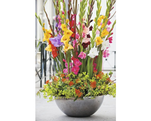 Grosses Blumenarrangement mit Gladiolen in einer runden Vase