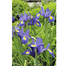 Irisblüten im Gartenbeet