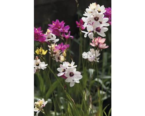 Nahaufnahme einer Gruppe von Harlekinblumen im Garten.