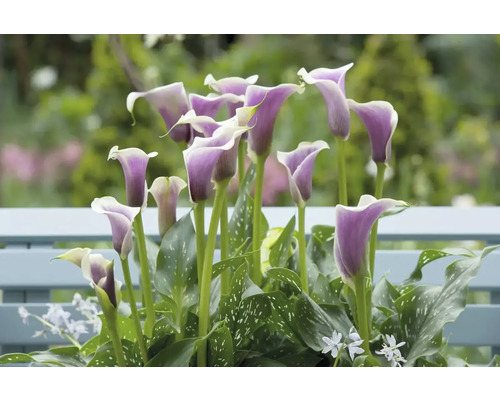 Calla Lilien mit grünen Blättern in einem Beet