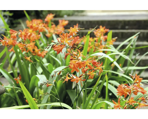 Gruppe von Crocosmia-Blumen mit langen, grünen Blättern im Garten