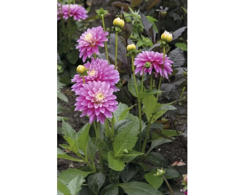 Nahaufnahme einer rosa Dahlienblüte im Garten