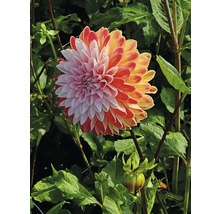 Nahaufnahme einer Dahlie im Garten